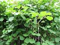 Kiwi Vine / Actinidia chinensis 